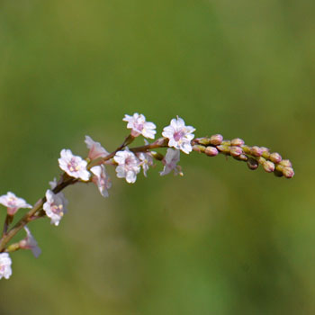 Boerhavia coulteri, Coulter's Spiderling